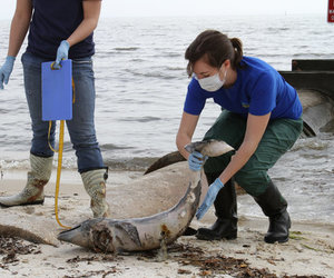 Spike in Baby Dolphin Deaths - Gansbaai Daily News